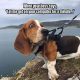 72 Boss Memes to Make You Laugh