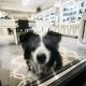 These Ridiculously Cute Store Greeters Break the Ice and Calm Shoppers’ Nerves