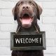Do You Welcome Pets Into Your Store? Our Brain Squad Sounds Off