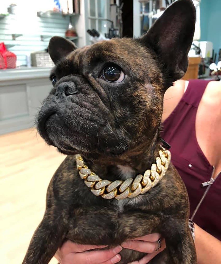 Florida Bulldog Models Some Serious Bling … Plus 59 More Adorable Jewelry Store Mascots