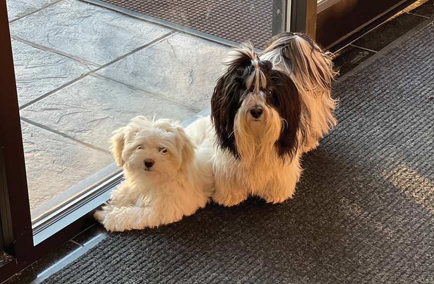 These two Havanese greeters delight all who enter JC Sipe in Indianapolis.